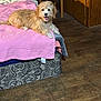 animal, bed, bedroom, canine, computer, couch, desk, dog, dogbed, electronics, furniture, hardwood, indoors, interiordesign, laptop, pc, pet, puppy, table, wood