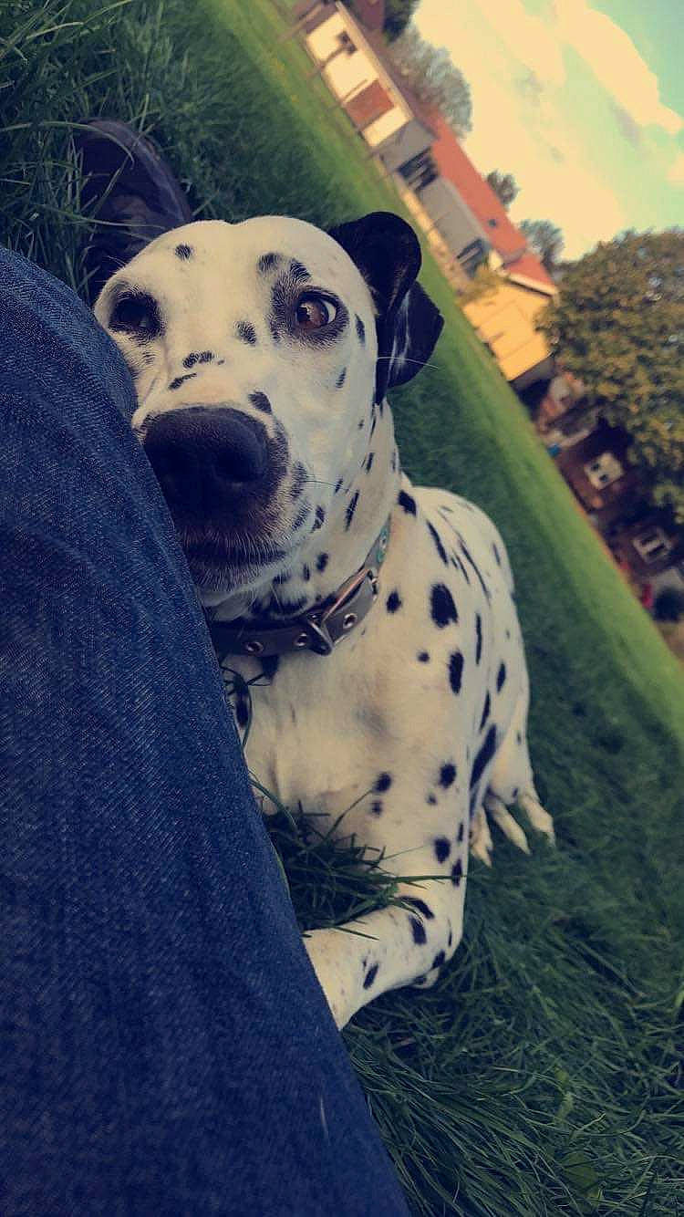 Hemy a rejoint le concours — aidez-le/la à gagner de superbes lots ! canidae, carnivore, dalmatian, dog, dog_breed, fawn, mammal, non_sporting_group, snout, vertebrate