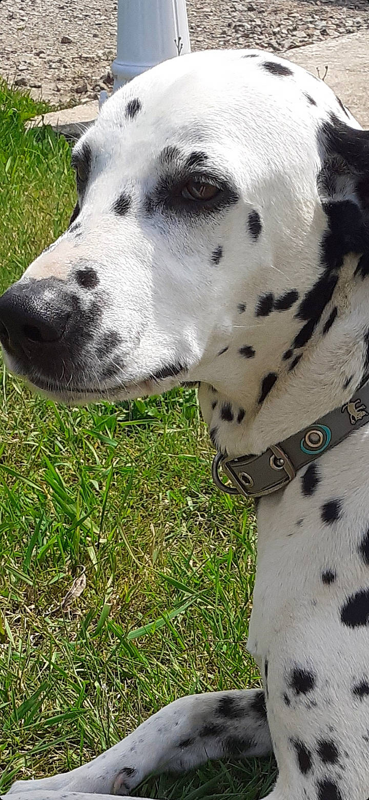 Hemy participe au concours pour gagner de l'argent avec cette photo : canidae, carnivore, collar, companion_dog, dalmatian, dog, dog_breed, dog_collar, grass, non_sporting_group, pattern, snout, sporting_group, terrestrial_animal, whiskers, working_animal, working_dog