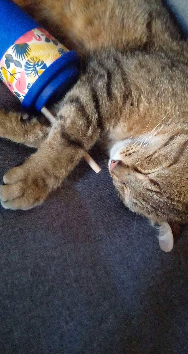 Mio participe au concours pour gagner de l'argent avec cette photo : cap, carnivore, cat, claw, comfort, domestic_short_haired_cat, electric_blue, felidae, flooring, fur, grass, meteorological_phenomenon, paw, small_to_medium_sized_cats, snout, tail, whiskers, wood