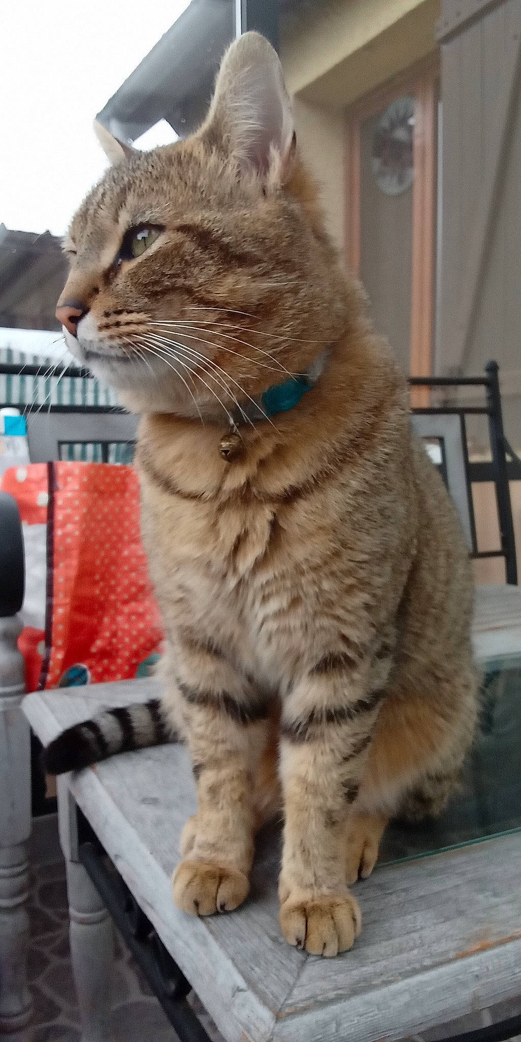 Mio participe au concours pour gagner de l'argent avec cette photo : carnivore, cat, chair, claw, domestic_short_haired_cat, eye, fawn, felidae, fur, paw, sitting, small_to_medium_sized_cats, snout, tail, terrestrial_animal, whiskers, wildlife, window