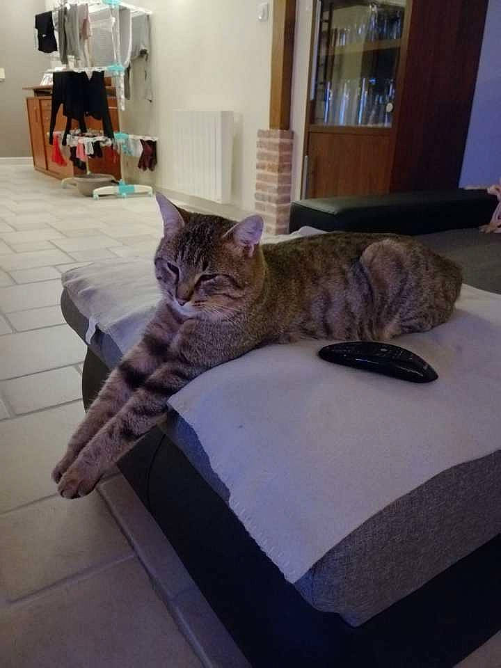 Mio participe au concours pour gagner de l'argent avec cette photo : carnivore, cat, comfort, domestic_short_haired_cat, felidae, floor, flooring, fur, grey, hardwood, linens, room, small_to_medium_sized_cats, tail, terrestrial_animal, textile, whiskers, wood