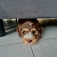 Milo joined the competition — help win amazing prizes! dog, puppy, floor, tile, couch, furniture, brown, white, cute, pet, indoor, resting, head, face, fur, animal, lying_down, curious, home, cozy