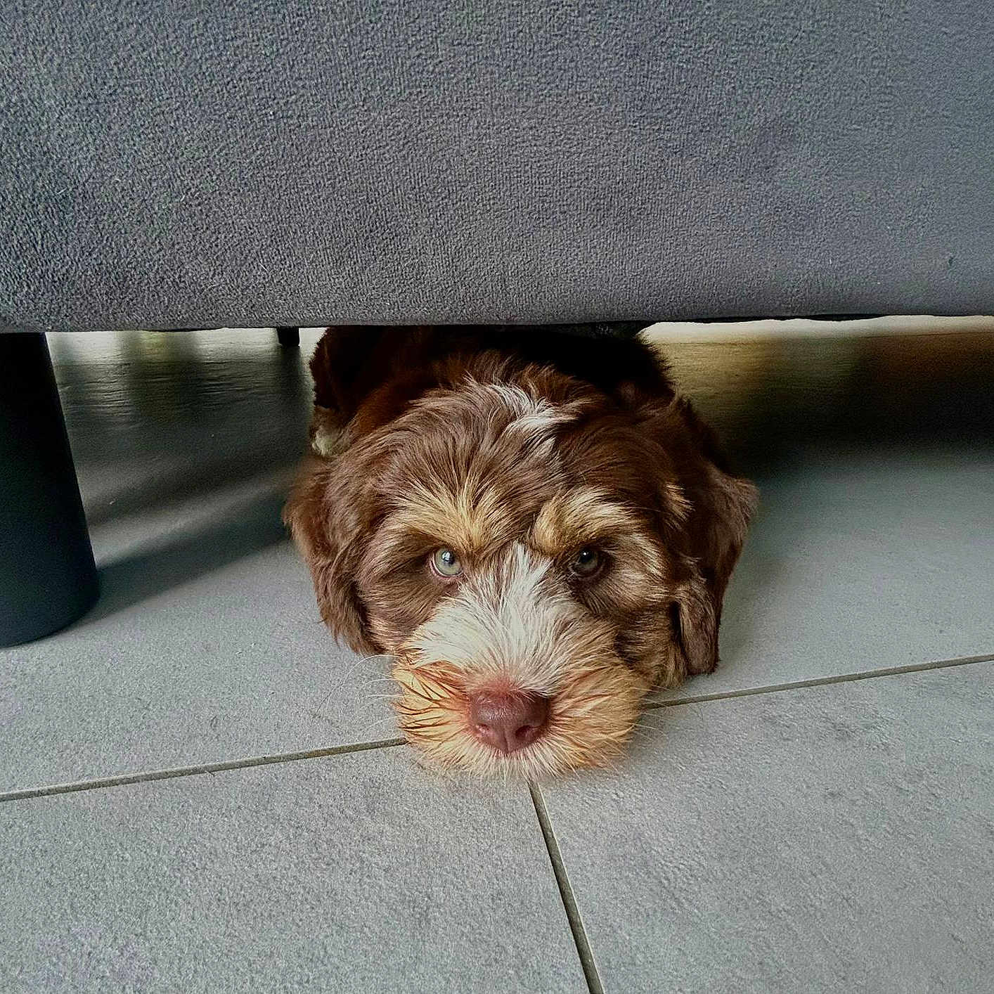 Milo joined the competition — help win amazing prizes! animal, brown, couch, cozy, curious, cute, dog, face, floor, fur, furniture, head, home, indoor, lying_down, pet, puppy, resting, tile, white