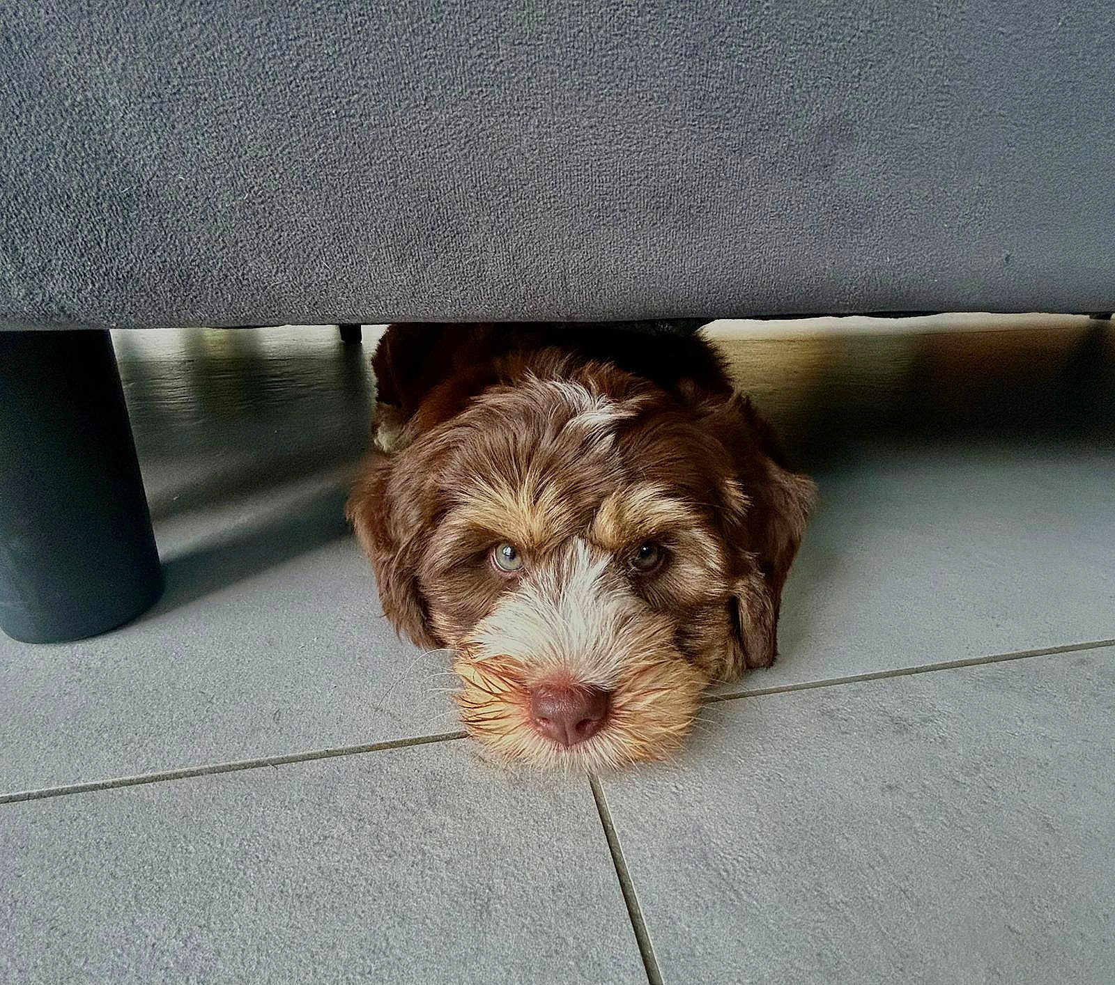 Milo