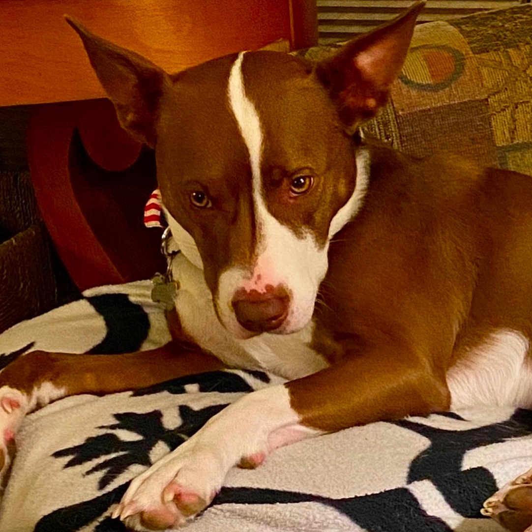 Murphy joined the competition — help win amazing prizes! animal, armchair, ball, bulldog, canine, chair, couch, cushion, dog, furniture, homedecor, hound, husky, pet, pitbull, pointer, puppy, snout, sport, tennis