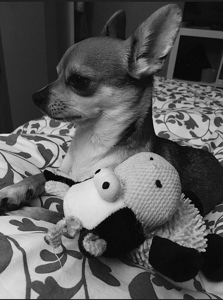 Bambi participe au concours pour gagner de l'argent avec cette photo : baby_toys, canidae, carnivore, chihuahua, companion_dog, dog, dog_breed, dog_clothes, dog_supply, non_sporting_group, plush, small_terrier, snout, stuffed_toy, terrestrial_animal, toy, toy_dog, vertebrate, whiskers, working_animal