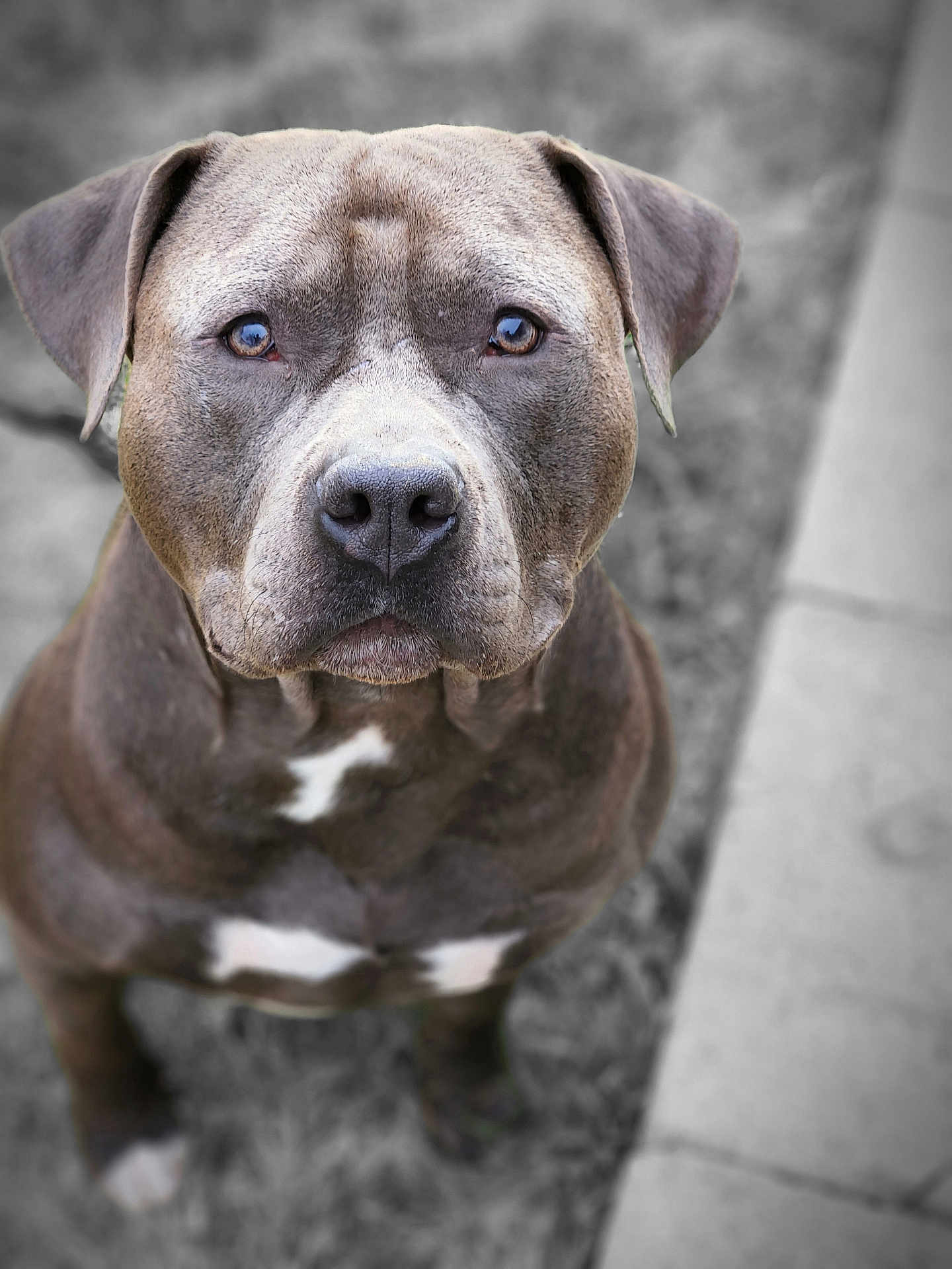 Prince joined the competition — help win amazing prizes! dog, pitbull, portrait, close_up, brown, white, fur, ears, eyes, outdoor, grass, stone_path, pet, animal, canine, muzzle, nose, looking_up, background_blur, nature