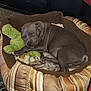 Prince is registered to the contest to win money with this photo: puppy, dog, sleeping, bed, plush_toy, frog_toy, cozy, indoor, resting, pet, animal, cute, striped_bed, carpet, brown, gray, small_dog, relaxed, nap, domestic