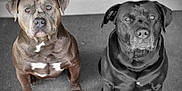 Prince joined the competition — help win amazing prizes! dog, pets, brown_dog, black_dog, sitting, carpet, indoor, portrait, canine, animal, two_dogs, looking_up, close_up, selective_color, companion, alert, ears, eyes, fur, muzzle