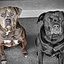 dog, pets, brown_dog, black_dog, sitting, carpet, indoor, portrait, canine, animal, two_dogs, looking_up, close_up, selective_color, companion, alert, ears, eyes, fur, muzzle