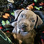 Prince is registered to the contest to win money with this photo: puppy, dog, pet, gray, blanket, butterfly_pattern, cozy, cute, animal, indoor, fur, ears, eyes, lying_down, young, mammal, domestic_animal, snout, nose, comfort