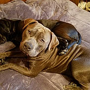 Prince is registered to the contest to win money with this photo: dog, dogs, pet, pets, brown_dog, black_dog, bed, blanket, indoor, cozy, resting, lying_down, snuggling, canine, fur, animal, cute, companion, relaxed, sleeping