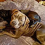 dog, dogs, pet, pets, brown_dog, black_dog, bed, blanket, indoor, cozy, resting, lying_down, snuggling, canine, fur, animal, cute, companion, relaxed, sleeping
