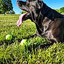 Slik is registered to the contest to win money with this photo: dog, black_dog, tongue_out, grass, tennis_balls, park, trees, sunny, daylight, outdoor, pet, animal, playing, nature, canine, mammal, happy, panting, blue_sky, leisure