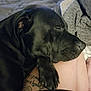 Slik is registered to the contest to win money with this photo: dog, black_dog, sleeping, paw, tattoo, leg, blanket, cozy, resting, pet, animal, indoors, relaxation, closeup, fur, snout, nail, human_leg, comfort, companion