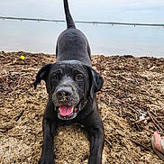 Slik joined the competition — help win amazing prizes! dog, black_dog, beach, sand, water, playful, tongue_out, wet_fur, tail_up, happy, pet, canine, nature, outdoor, shoreline, animal, daytime, closeup, fun, retriever