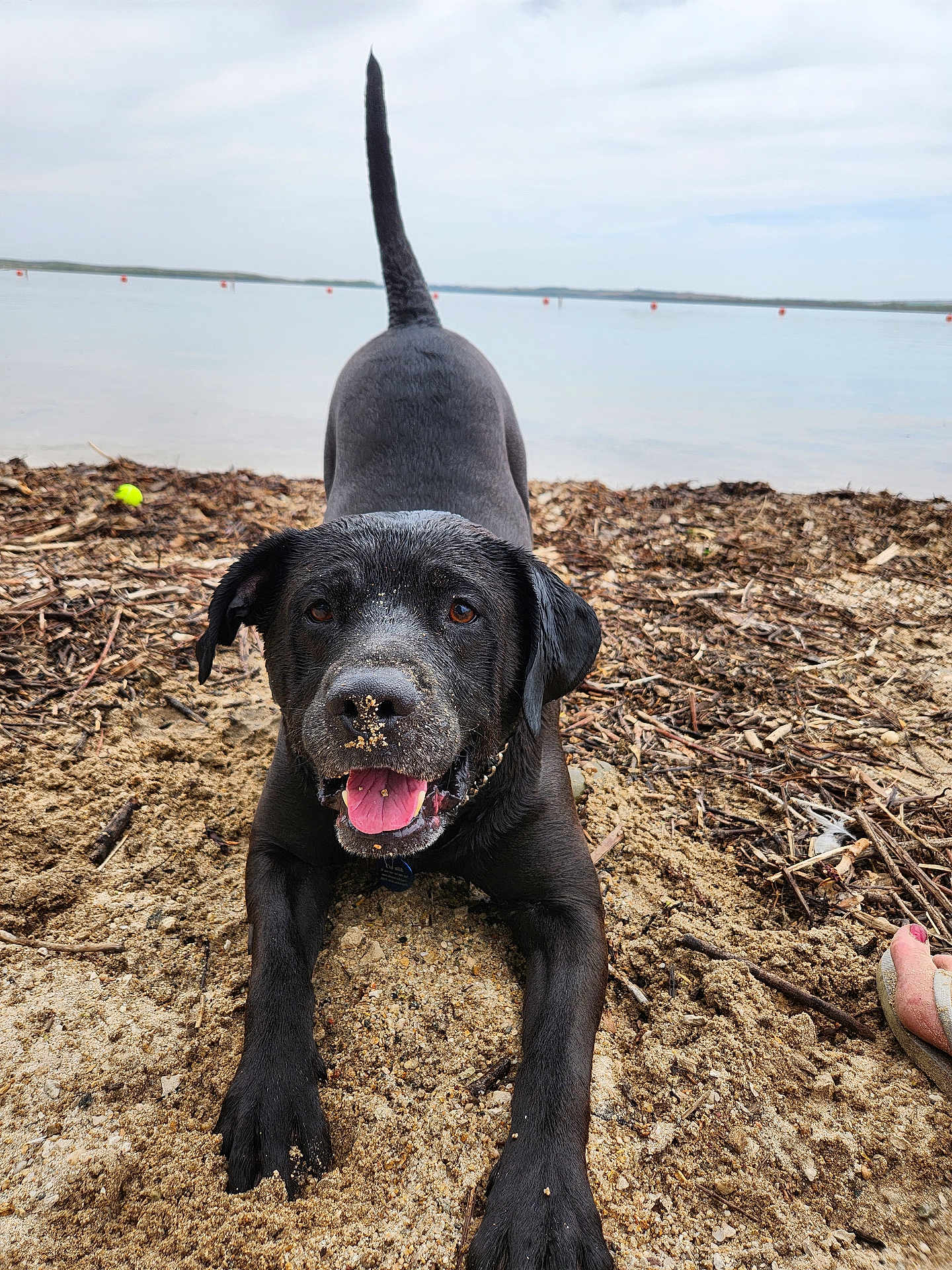 Slik joined the competition — help win amazing prizes! dog, black_dog, beach, sand, water, playful, tongue_out, wet_fur, tail_up, happy, pet, canine, nature, outdoor, shoreline, animal, daytime, closeup, fun, retriever