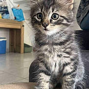 Stitch a rejoint le concours — aidez-le/la à gagner de superbes lots ! animal, cat, curious, cute, ears, eyes, feline, floor, fur, furniture, home, indoor, kitten, mammal, pet, sitting, staircase, tabby, whiskers, young
