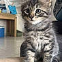 animal, cat, curious, cute, ears, eyes, feline, floor, fur, furniture, home, indoor, kitten, mammal, pet, sitting, staircase, tabby, whiskers, young