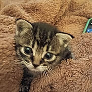 Bug is registered to the contest to win money with this photo: animal, blanket, brown, cat, cozy, curious, cute, cute_face, ears, eyes, fur, furry, indoor, kitten, pet, small, soft, tabby, whiskers, young