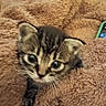 kitten, cat, tabby, animal, pet, furry, cute, blanket, brown, soft, cozy, indoor, small, young, whiskers, ears, eyes, fur, curious, cute_face