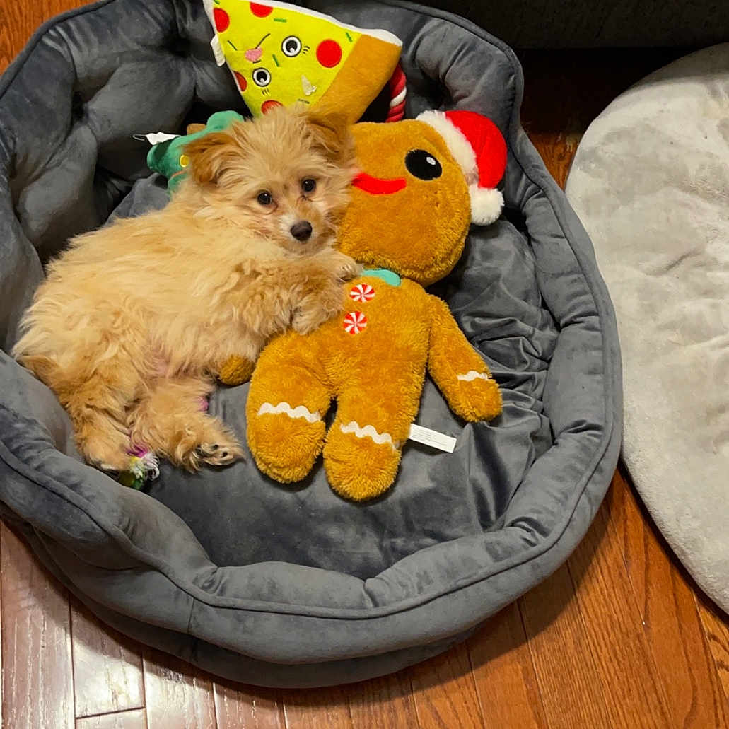 Teddy is registered to the contest to win money with this photo: animal, canine, cat, couch, cushion, dog, dogbed, furniture, hardwood, homedecor, person, pet, plush, poodle, puppy, sleeping, teddybear, terrier, toy, wood