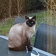 Sissi participe au concours pour gagner de l'argent avec cette photo : animal, backyard, blue_eyes, calm, cat, chair, daylight, feline, fur, garden, glass_table, grass, nature, outdoor, pet, quiet, reflection, siamese_cat, sitting, tree