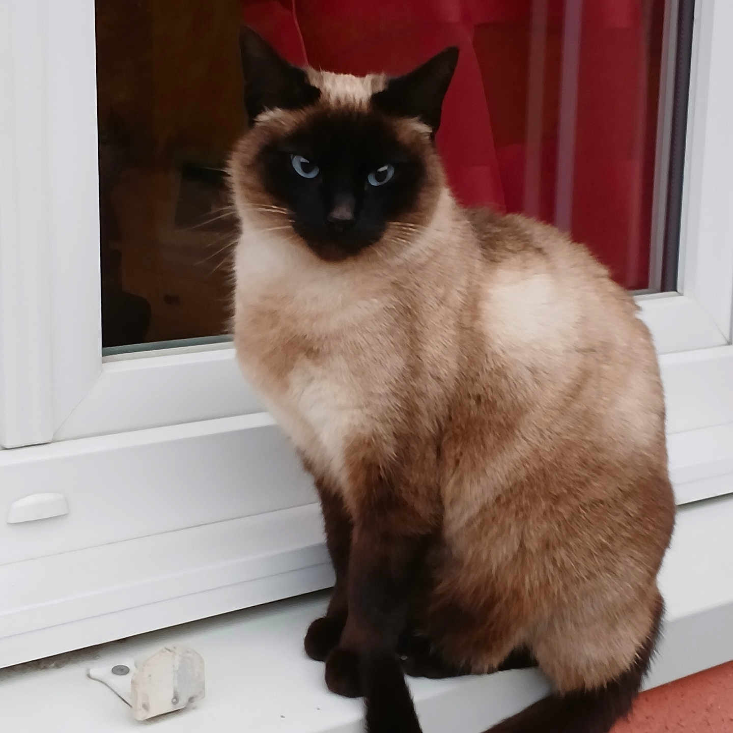 Sissi participe au concours pour gagner de l'argent avec cette photo : animal, blue_eyes, cat, domestic_cat, ears, feline, fur, house, indoor, looking, pet, portrait, red_curtain, siamese_cat, sitting, tail, whiskers, white_frame, window, windowsill