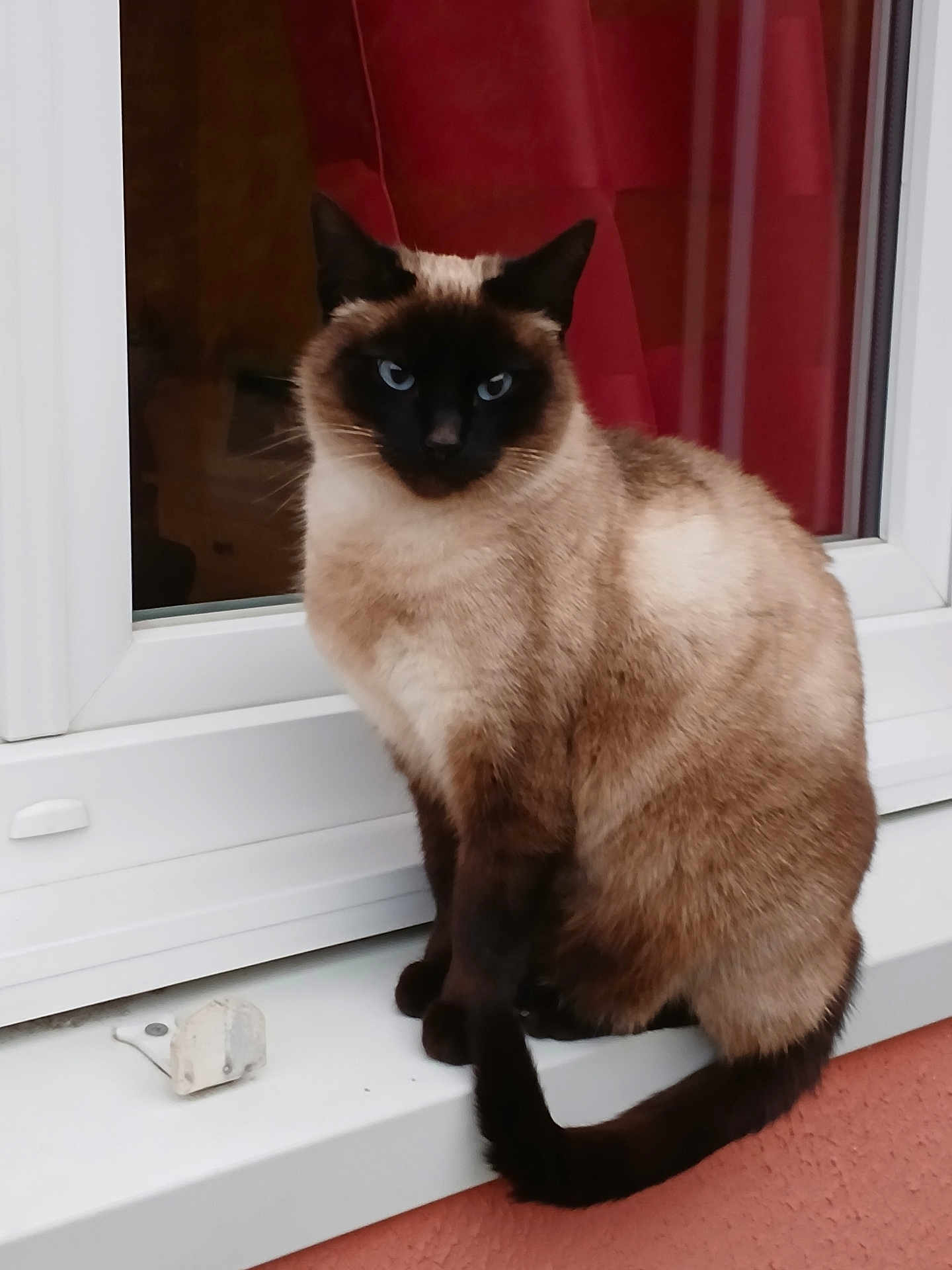 Sissi participe au concours pour gagner de l'argent avec cette photo : animal, blue_eyes, cat, domestic_cat, ears, feline, fur, house, indoor, looking, pet, portrait, red_curtain, siamese_cat, sitting, tail, whiskers, white_frame, window, windowsill