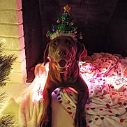 Willow Jade is registered to the contest to win money with this photo: dog, labrador, christmas_tree_hat, blanket, polka_dot, fireplace, holiday_lights, festive, cozy, indoor, pet, smiling, brown_dog, decorations, christmas, happy, animal, cute, celebration, warm