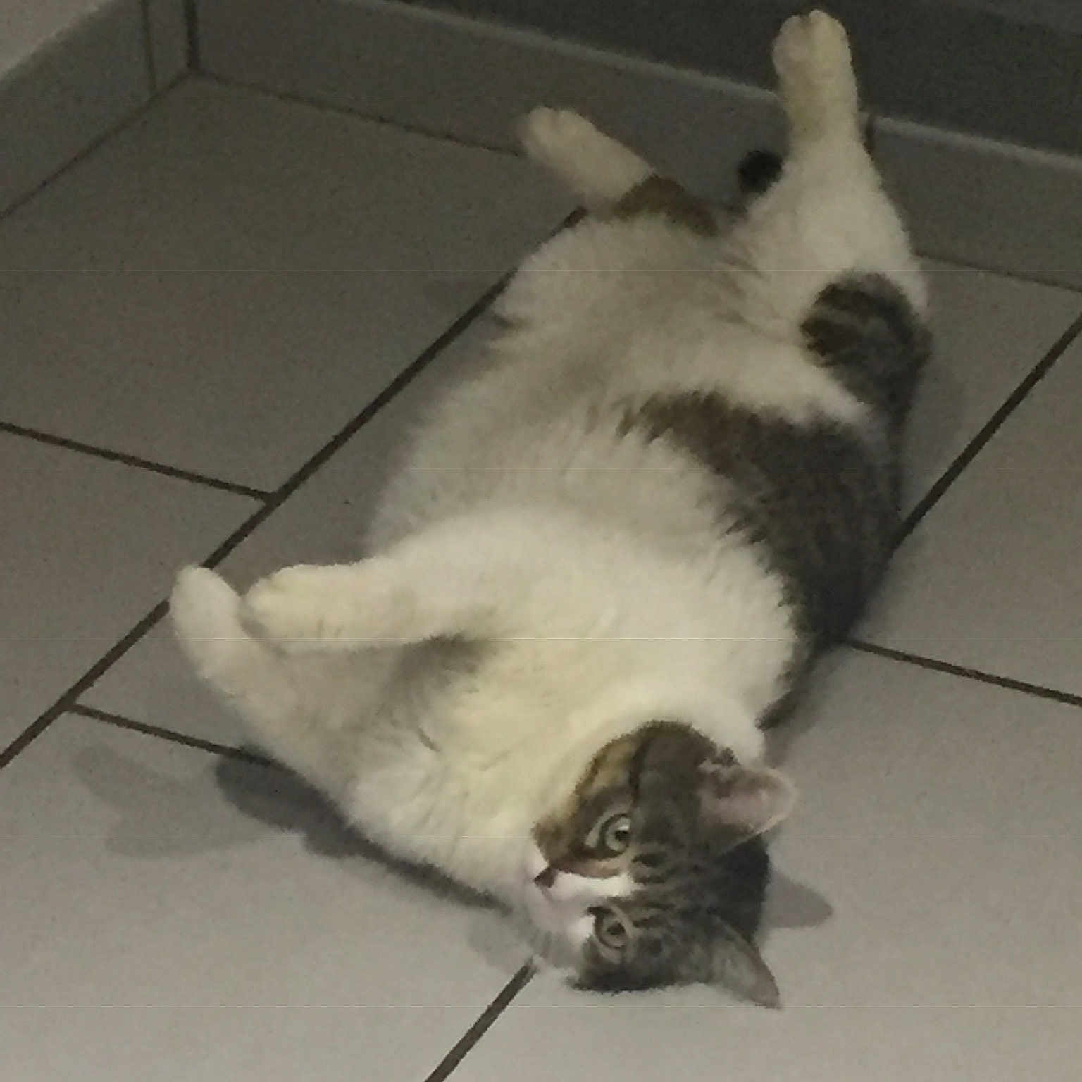 Gimli