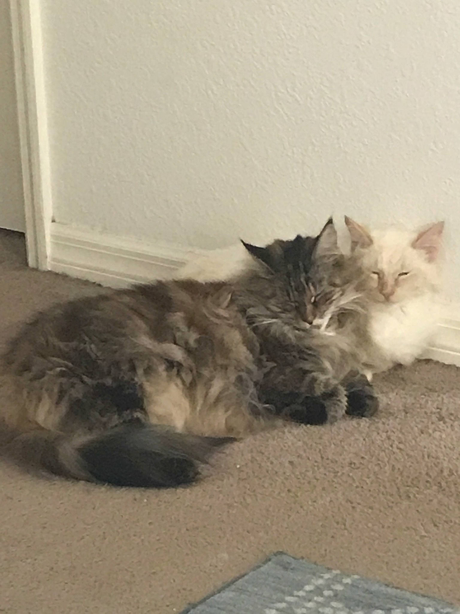 Wookiee joined the competition — help win amazing prizes! british_semi_longhair, carnivore, cat, domestic_long_haired_cat, domestic_short_haired_cat, european_shorthair, fawn, felidae, kitten, maine_coon, mammal, norwegian_forest_cat, persian, polydactyl_cat, ragamuffin, ragdoll, siberian, small_to_medium_sized_cats, whiskers