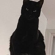 Fury a rejoint le concours — aidez-le/la à gagner de superbes lots ! animal, black_cat, cat, cat_tree, domestic_cat, ears, feline, fur, green_eyes, home, indoor, looking, mysterious, pet, portrait, quiet, shadow, sitting, tail, whiskers