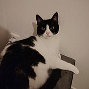 Gragas participe au concours pour gagner de l'argent avec cette photo : abyssinian, angora, animal, architecture, armchair, blackcat, building, cat, chair, couch, furniture, indoors, kitten, livingroom, manx, pet, room, siamese