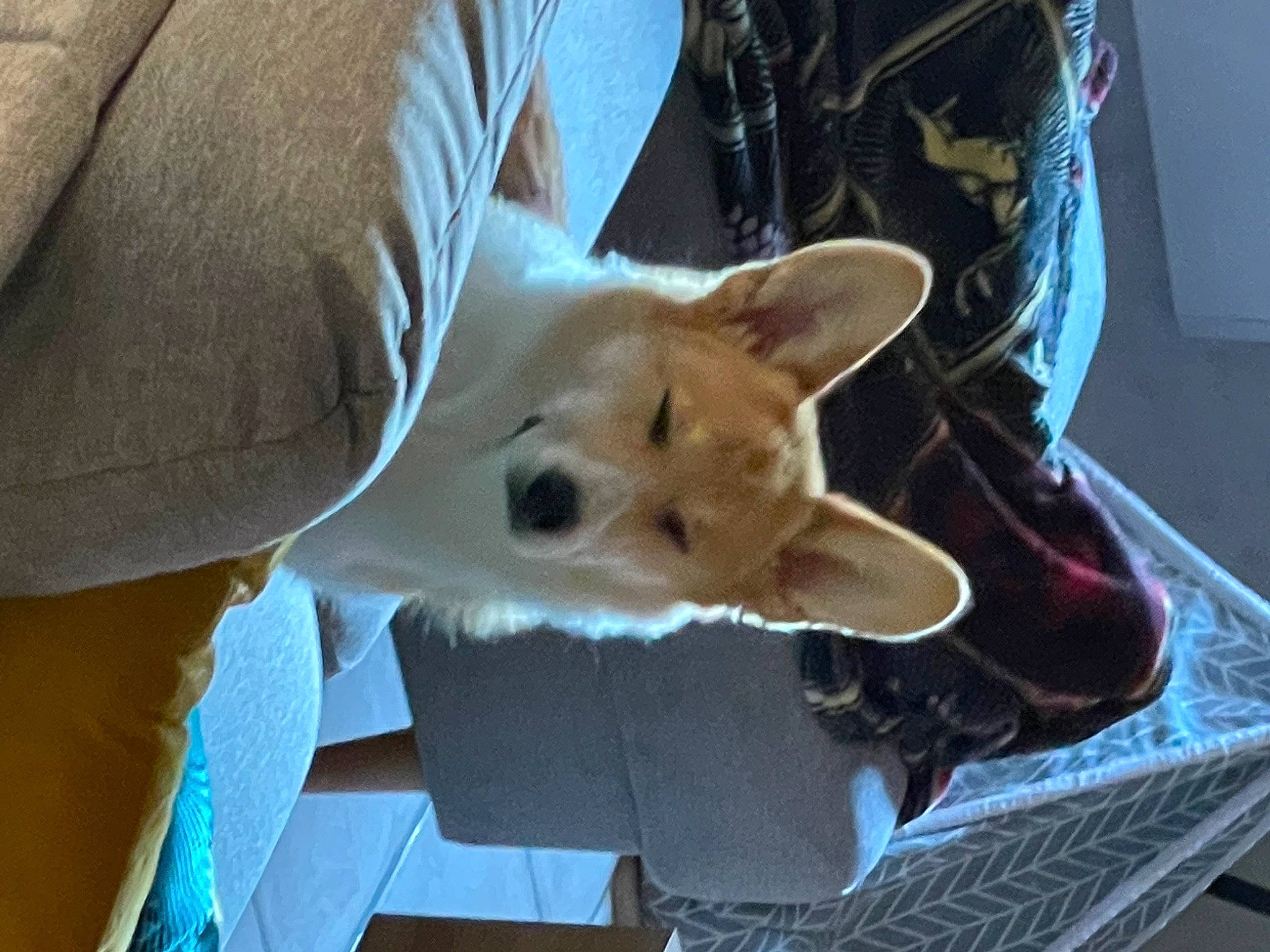 Sookie a rejoint le concours — aidez-le/la à gagner de superbes lots ! canidae, canis, carnivore, comfort, companion_dog, corgi_chihuahua, dog, dog_breed, dog_supply, fawn, fur, non_sporting_group, pomeranian, snout, spitz, sporting_group, tail, toy_dog, whiskers, working_animal