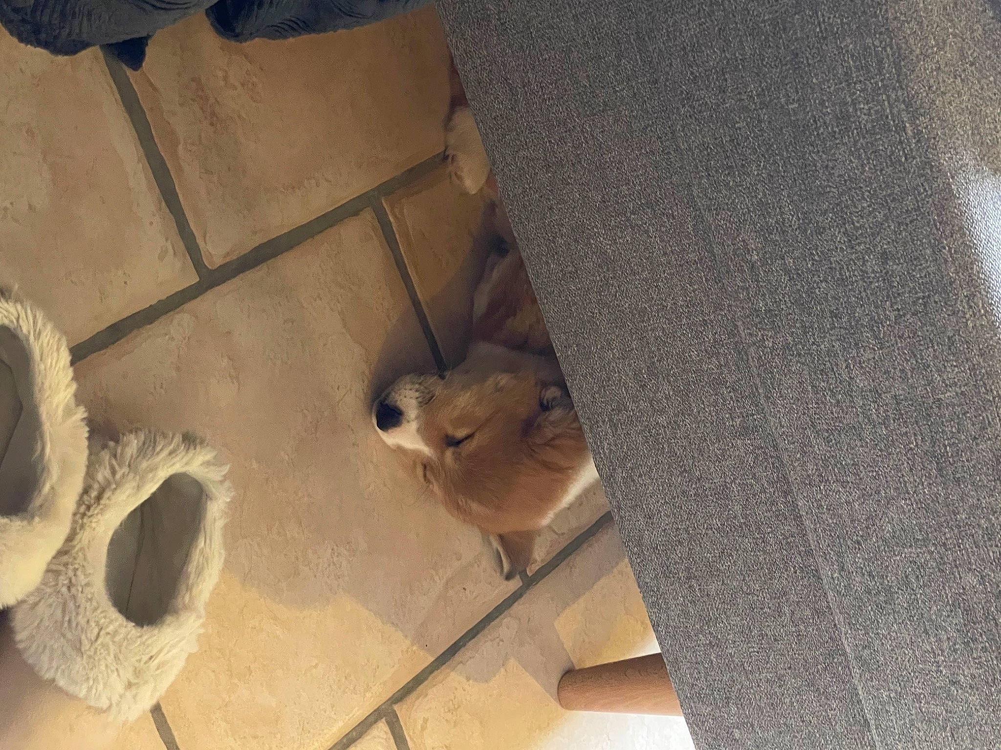 Sookie participe au concours pour gagner de l'argent avec cette photo : art, automotive_tire, ceiling, circle, concrete, fawn, flooring, fur, hardwood, metal, pattern, plywood, room, sculpture, shipping_box, tile, wall, whiskers, wood, wood_stain