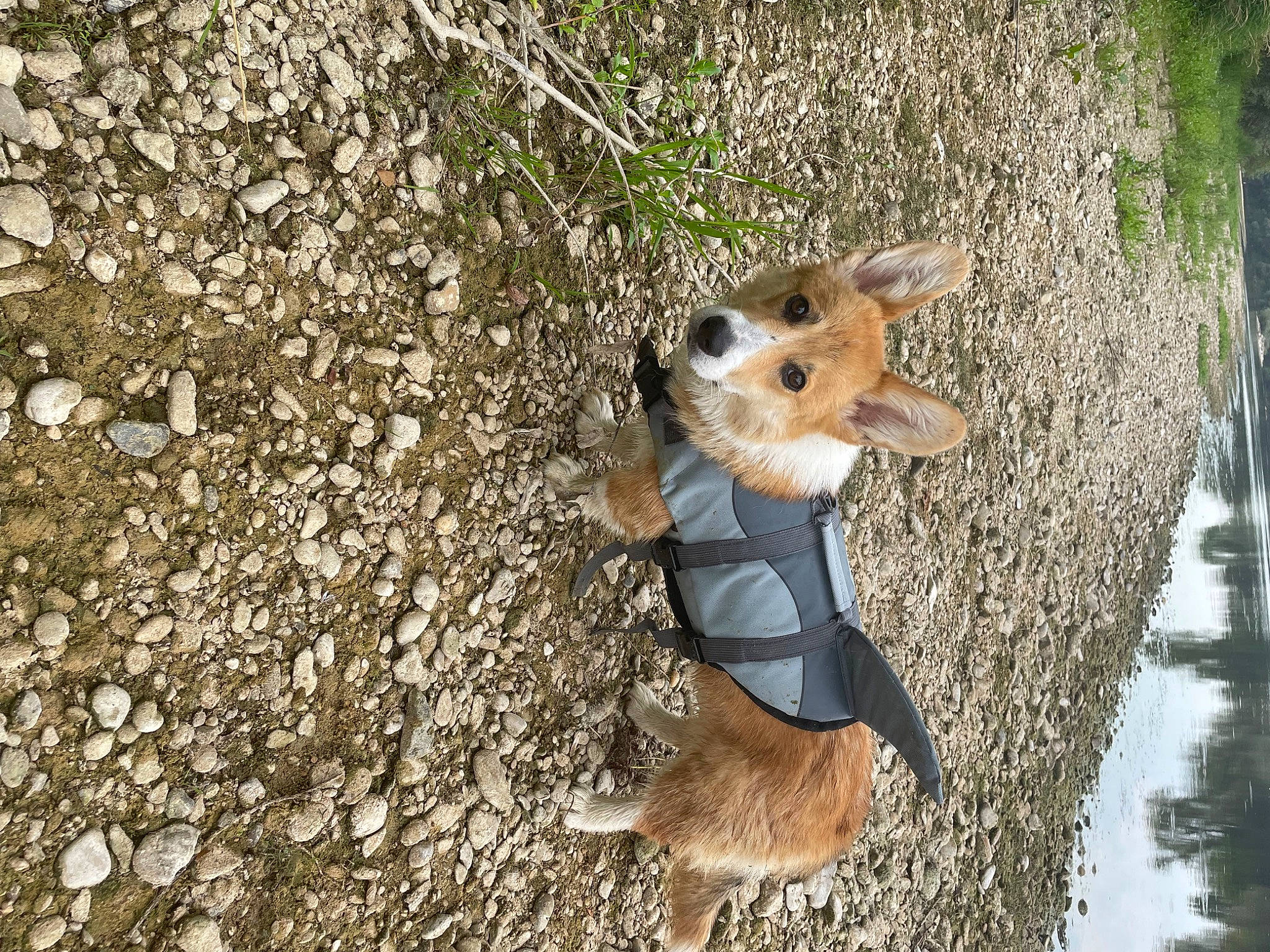 Sookie participe au concours pour gagner de l'argent avec cette photo : canidae, carnivore, companion_dog, dog, dog_breed, dog_clothes, dog_supply, fawn, fur, grass, road_surface, soil, sporting_group, tail, terrestrial_animal, toy_dog, trunk, whiskers, wildlife, working_animal