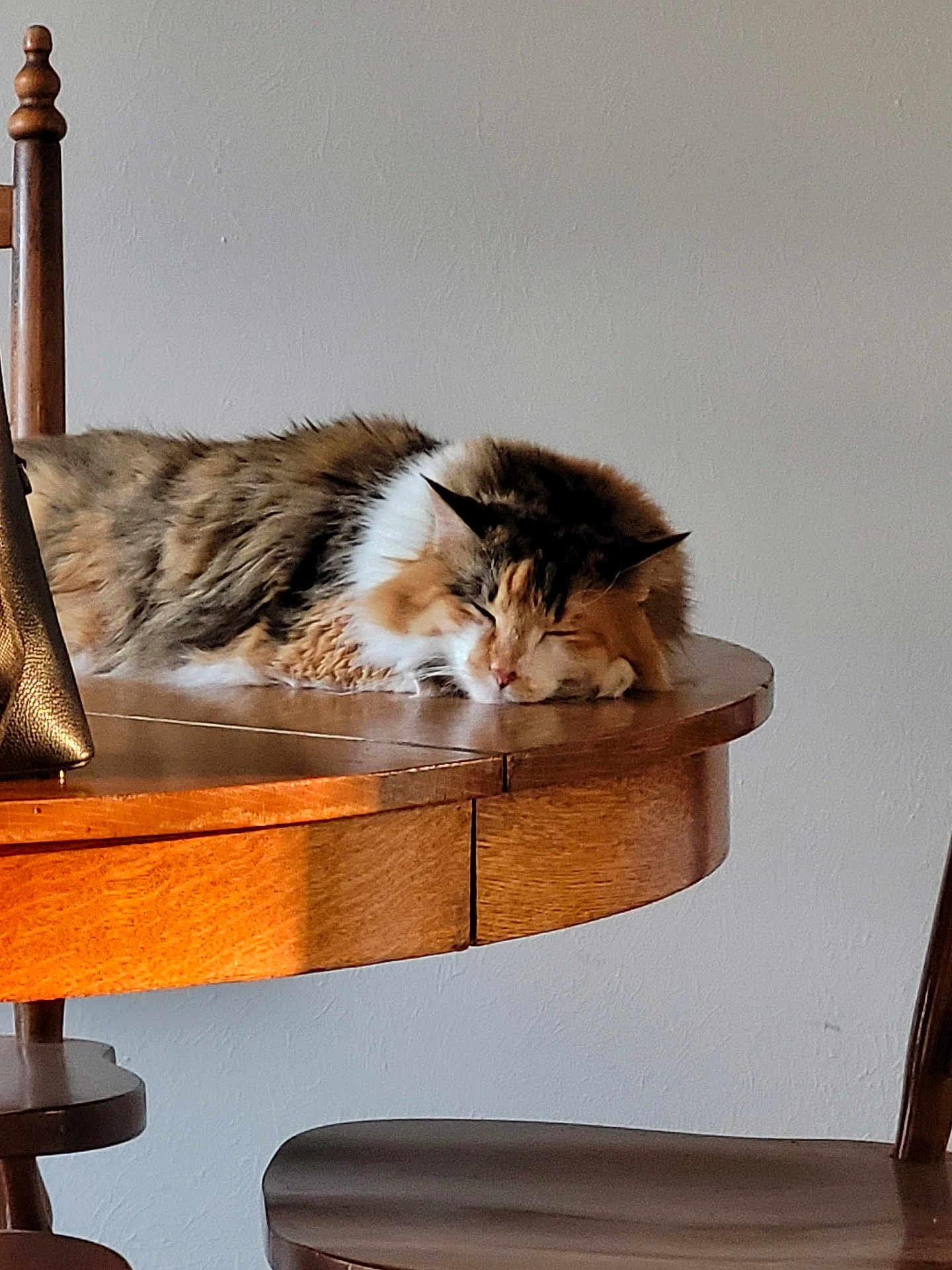 Kitty joined the competition — help win amazing prizes! cat, calico, sleeping, table, wooden_table, chair, furniture, indoor, pet, nap, cozy, sunlight, calm, domestic_animal, fur, resting, quiet, home, peaceful, animal