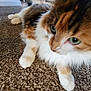 cat, calico, fluffy, green_eyes, pet, animal, carpet, closeup, feline, indoor, whiskers, fur, cute, relaxed, paws, laying, domestic_animal, mammal, soft, texture
