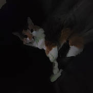 Kitty is registered to the contest to win money with this photo: cat, animal, dark, shadow, feline, pet, lying_down, indoor, fur, whiskers, ears, relaxed, calm, mammal, cute, domestic_animal, sleepy, quiet, soft, resting