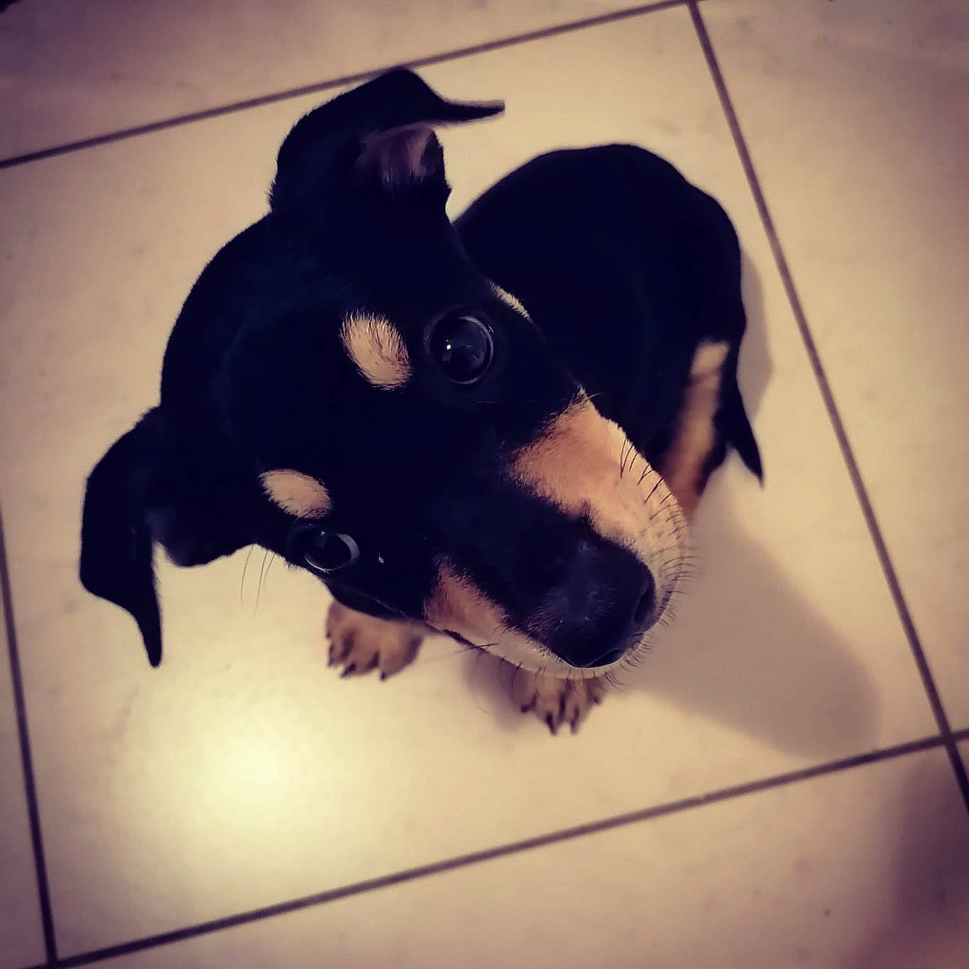 Revka participe au concours pour gagner de l'argent avec cette photo : borador, canidae, carnivore, cloud, comfort, companion_dog, dog, dog_breed, ear, electric_blue, guard_dog, love, pet_supply, rectangle, snout, sporting_group, square, tints_and_shades, working_animal, working_dog