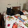 Lucifur joined the competition — help win amazing prizes! cat, black_cat, fluffy, long_hair, maine_coon, feline, golden_eyes, sitting, lying_down, indoor, dining_room, table, tablecloth, autumn, pumpkins, leaves, chair, doors, napkins, portrait