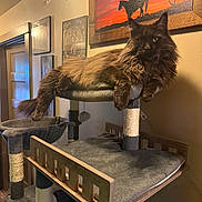 Lucifur is registered to the contest to win money with this photo: cat, black_cat, fluffy, long_hair, maine_coon, feline, pet, animal, portrait, sitting, lounging, scratching_post, cat_tree, indoors, home, furniture, wall_art, framed_picture, warm_lighting, focused