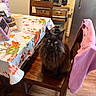 cat, black_cat, fluffy, long_hair, green_eyes, sitting, chair, dining_room, table, tablecloth, floral, pink_jacket, home, kitchen, appliances, wood_floor, portrait, indoor, pet, alert