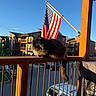 Lucifur is registered to the contest to win money with this photo: cat, black_cat, fluffy_cat, long_hair, feline, animal, balcony, railing, american_flag, flag, outdoor, sunlight, blue_sky, residential_buildings, neighborhood, parked_cars, wooden_structure, patio, portrait, lounging