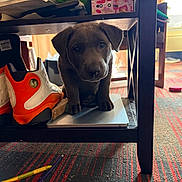 Trap is registered to the contest to win money with this photo: puppy, dog, brown_puppy, table, sneakers, laptop, carpet, pens, indoor, sunlight, cozy, curious, wooden_table, red_carpet, shoes, pet, animal, floor, furniture, home