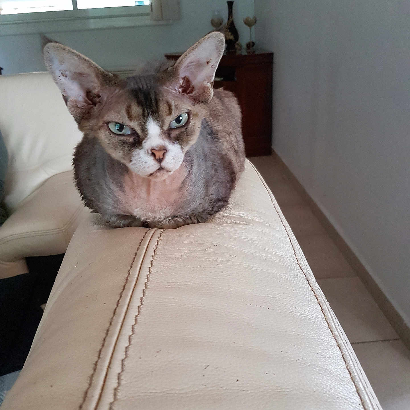 Petit N'Gou participe au concours pour gagner de l'argent avec cette photo : animal, blue_eyes, cat, closeup, couch, decor, ears, fur, furniture, home, indoor, leather, light, pet, portrait, resting, room, serious_expression, sitting, window