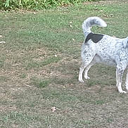 Willowgirl is registered to the contest to win money with this photo: dog, outdoor, grass, playful, ball, pet, animal, black_and_white, speckled, field, canine, toy, standing, nature, fur, ears, tail, mouth, daytime, play