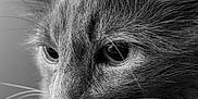 Raya a rejoint le concours — aidez-le/la à gagner de superbes lots ! animal, black_and_white, calm, cat, close_up, detailed, ears, eyes, feline, fur, indoor, majestic, muzzle, nose, pet, portrait, side_view, soft_light, texture, whiskers